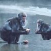 Marx, Kardec e o centésimo macaco