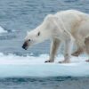 Urso polar desnutrido