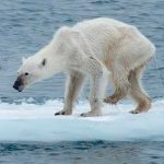 Urso polar desnutrido