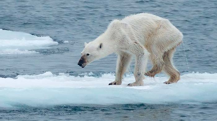 Urso polar desnutrido