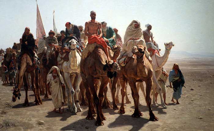 Camelos no oásis