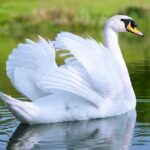 Cisne