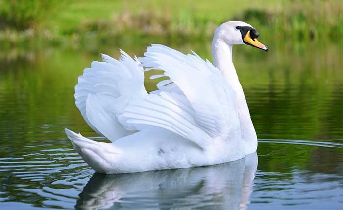 Cisne